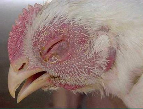 biểu hiện bệnh tụ huyết trùng ở gà