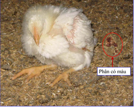 biểu hiện bệnh cầu trùng ở gà