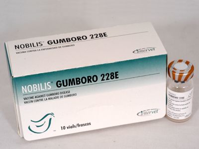 Nobilis Gumboro 228E
